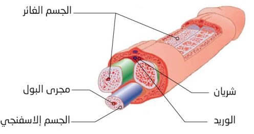 تحسين قوة أنسجة القضيب