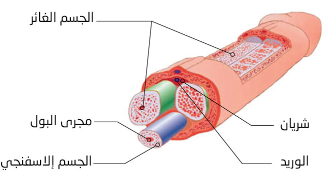 تحسين قوة أنسجة القضيب