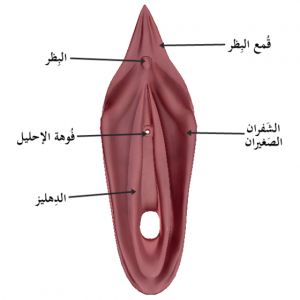 غطاء البظر